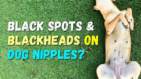 black spot on dog's nipple|Black Spots on Dog: Top Causes [Pictures + Vet Advice].